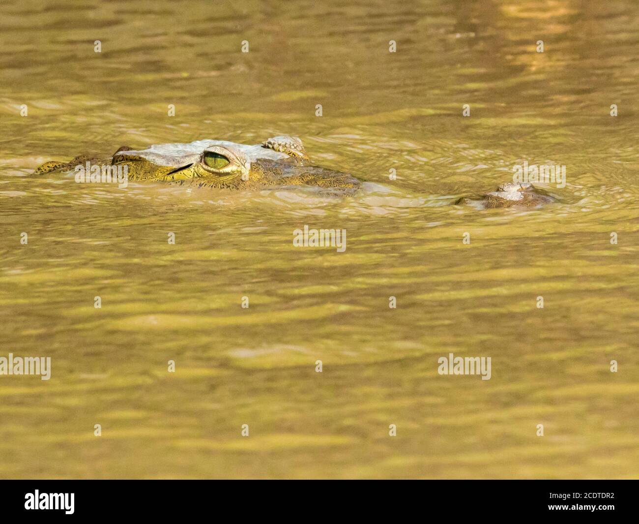 eye of crocodile of Costa Rica in the water Stock Photo