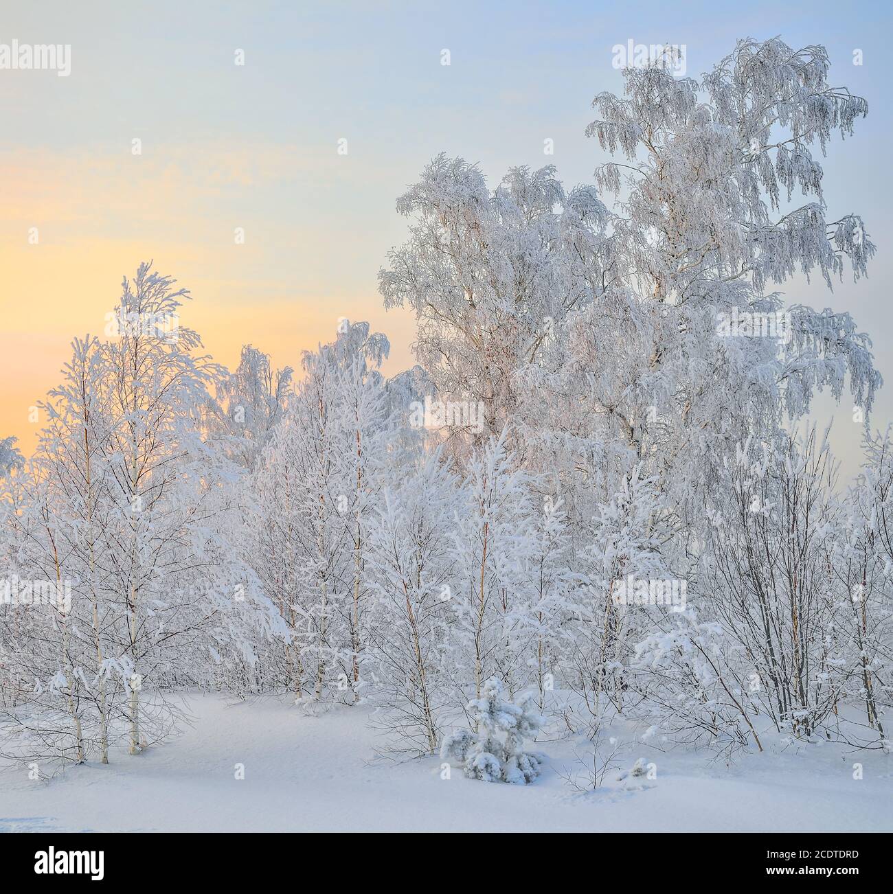 Forest At Sunrise Hi res Stock Photography And Images Alamy