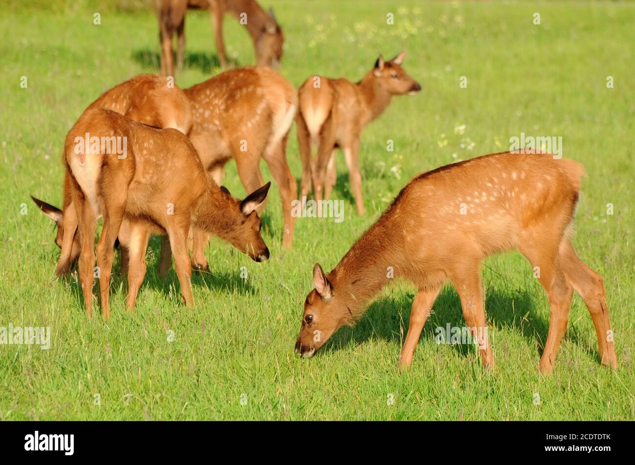 Elk, herd of females in California Stock Photo - Alamy