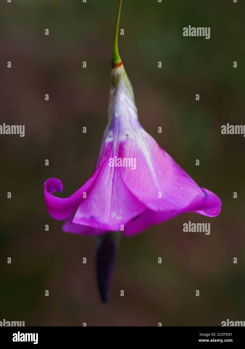 Pink flower of Angel's fishing rod (dierama pulcherrimum) Stock Photo