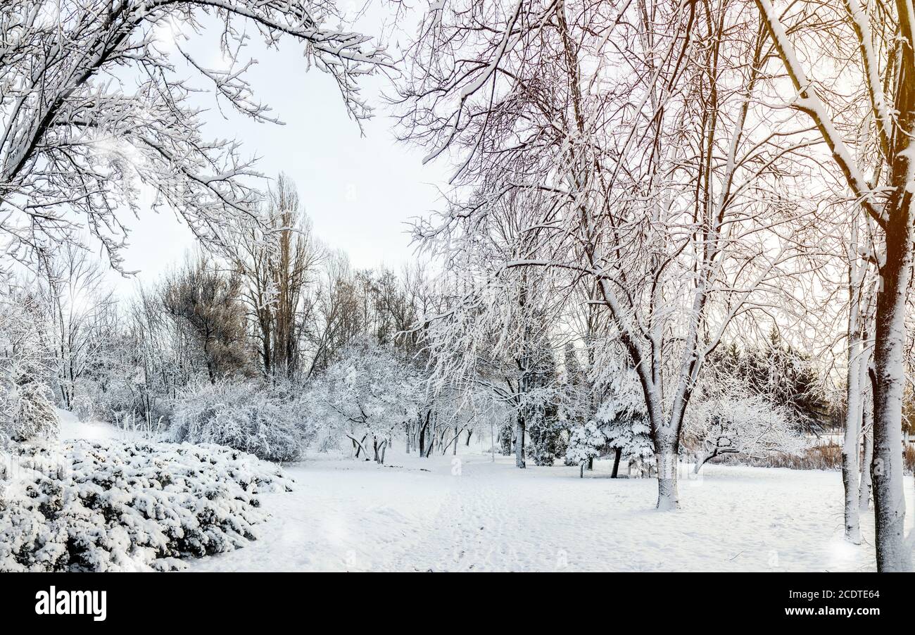 First snow in the city park with trees trees under fresh snow at ...