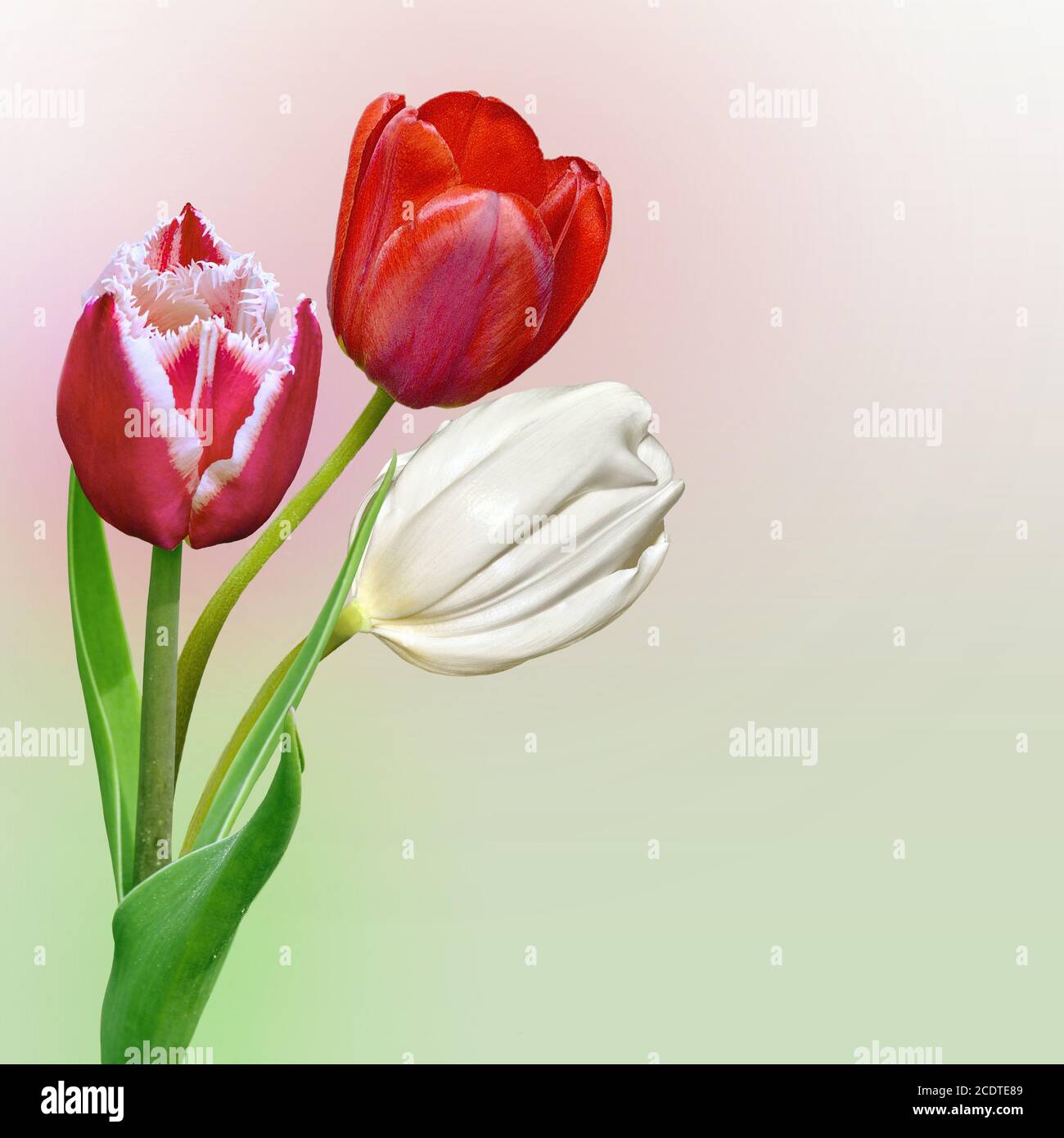Spring floral border with three different tulips Stock Photo