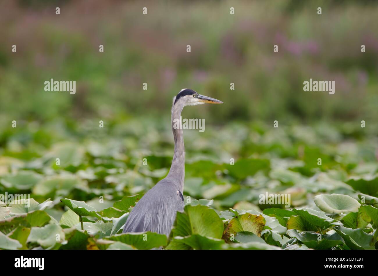 Great Blue Heron (Ardea herodias) in a marsh wetlands Stock Photo