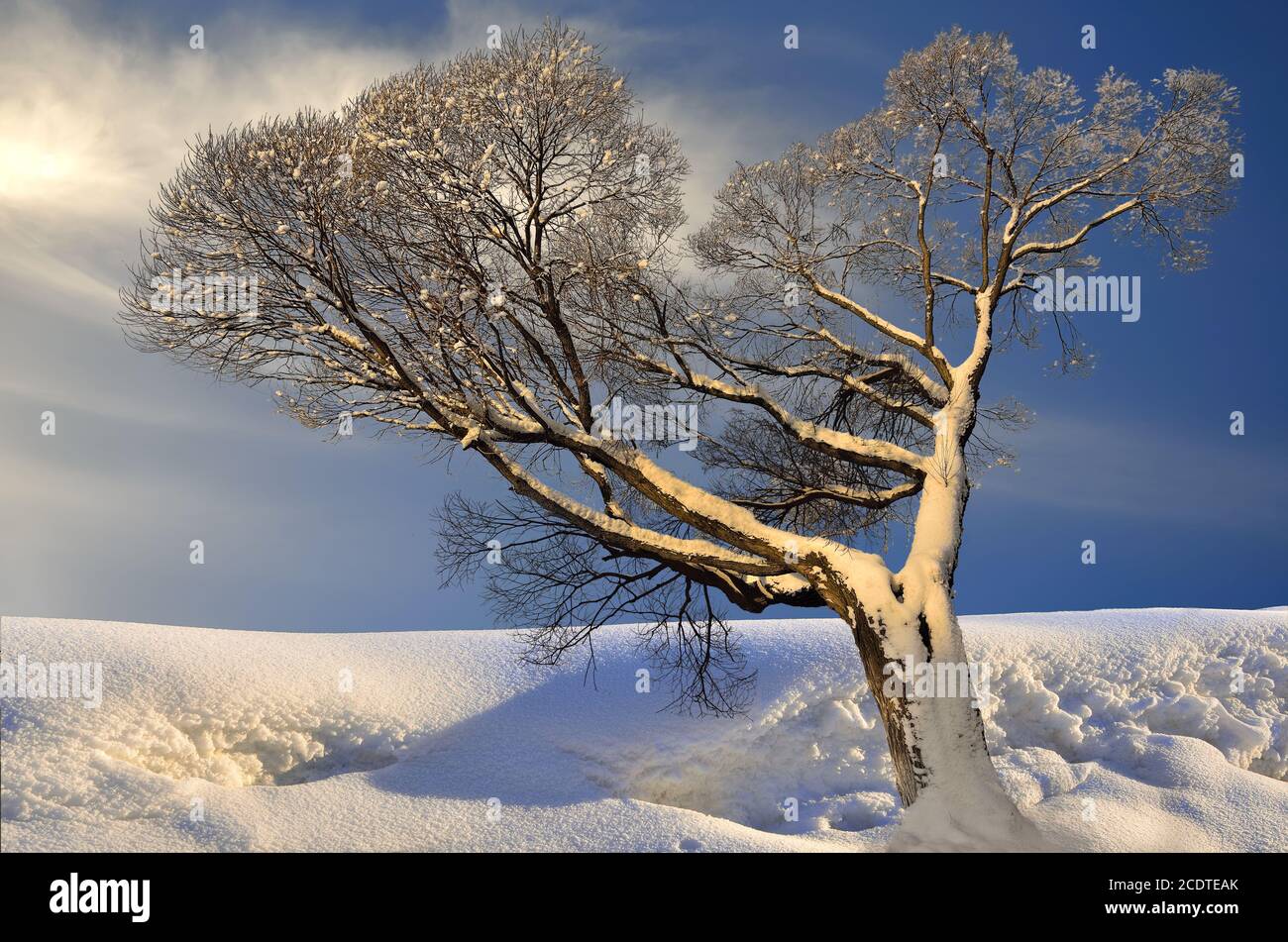 Tree covered sunlight hi-res stock photography and images - Alamy