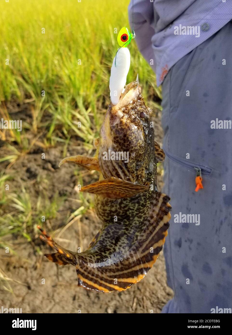 An oyster cracker fish on the hook caught from the bay Stock Photo Alamy