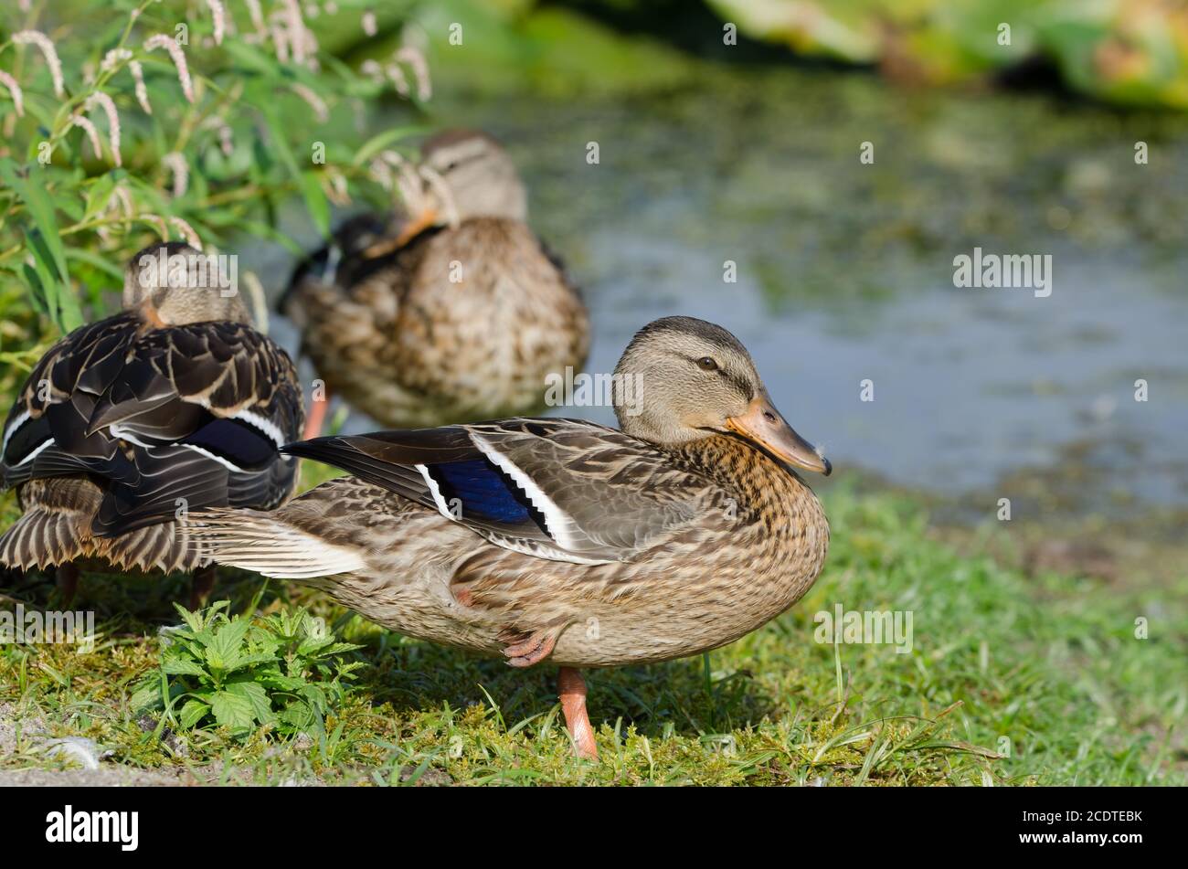 Three Mallard ducks (Anas platyrhynchos) resting and preening by the edge of the marsh Stock Photo