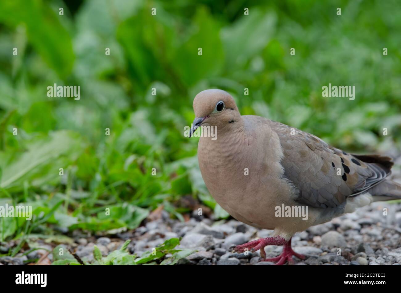 Mourning Dove (Zenaida macroura) Stock Photo