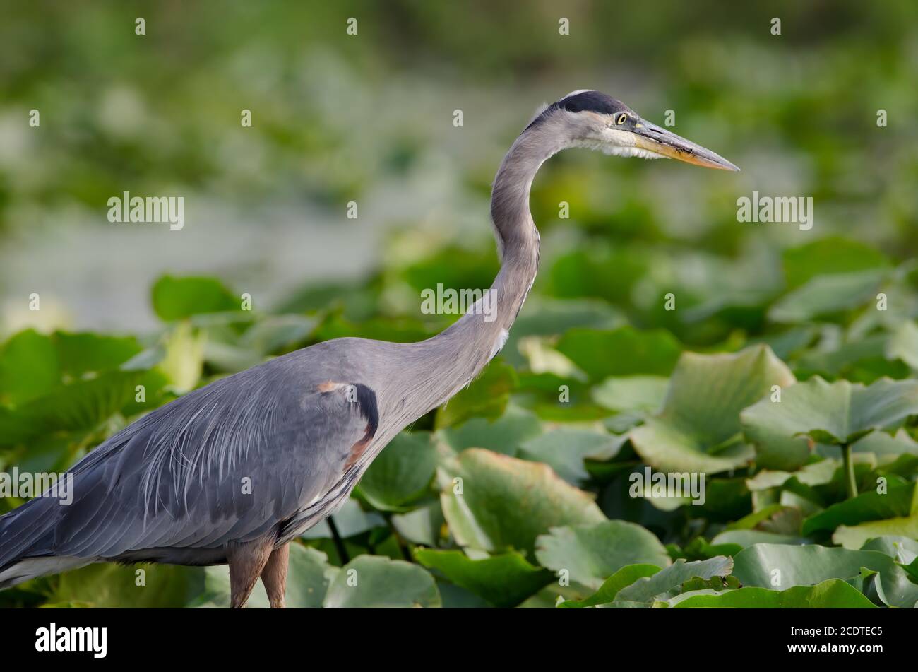 Close-up of a Great Blue Heron (Ardea herodias) in a marsh wetlands Stock Photo