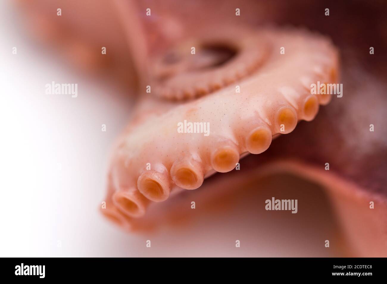 Octopus on isolated white background Stock Photo - Alamy