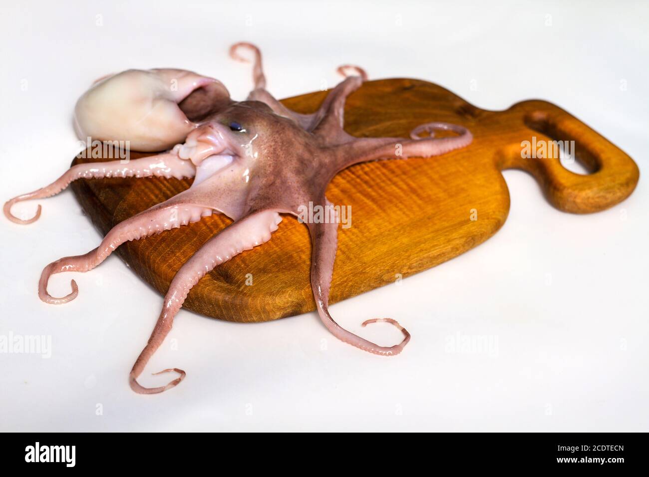 Octopus on isolated white background Stock Photo - Alamy