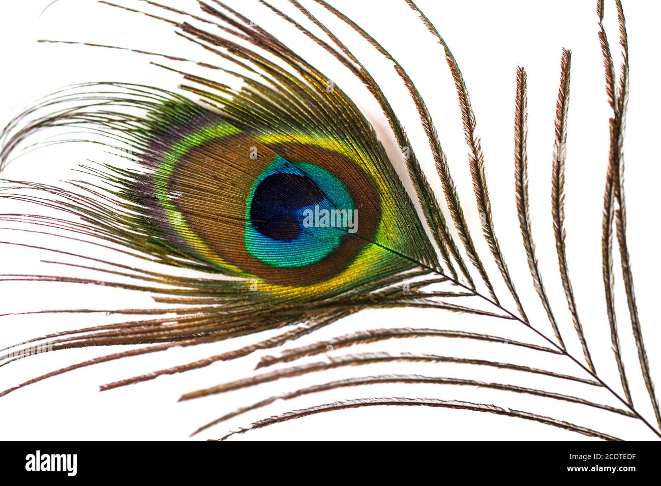 White peacock feather hires stock photography and images Alamy