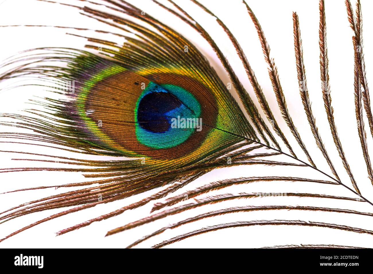 Peacock feather on white Stock Photo
