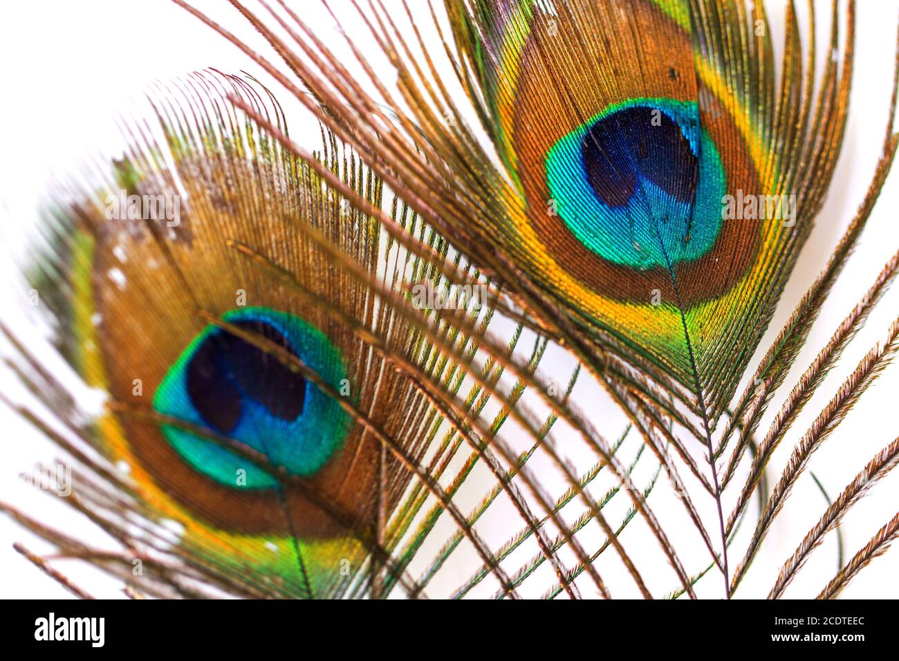 White peacock feather hires stock photography and images Alamy