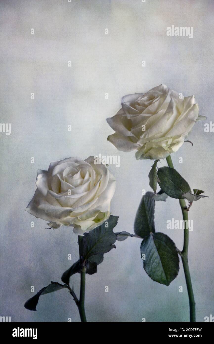 Two White Roses Opening Elegant still life with roses hi-res stock photography and images - Alamy