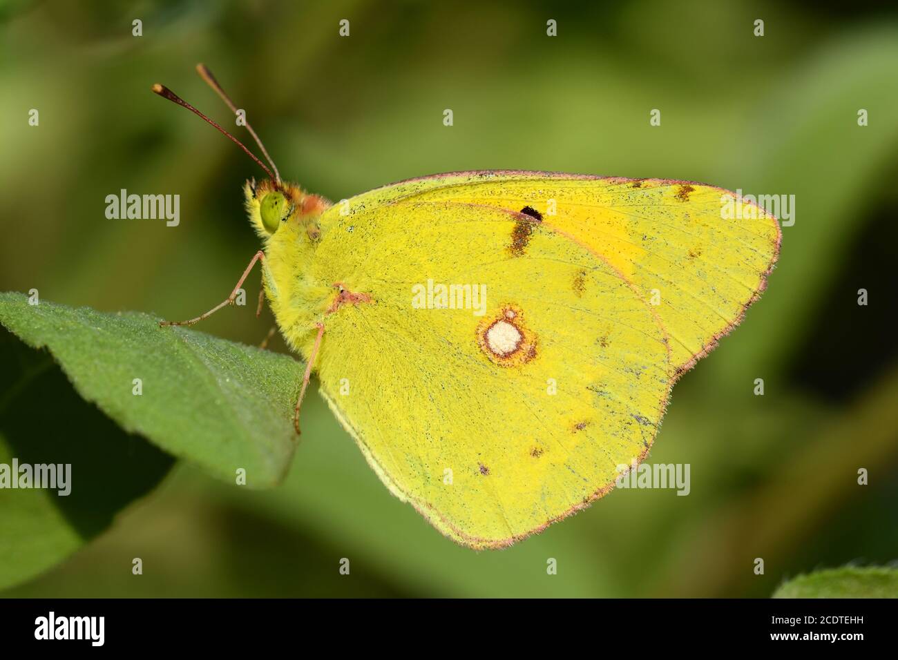 Wild Clouded Yellow Butterfly, Colias crocea Stock Photo