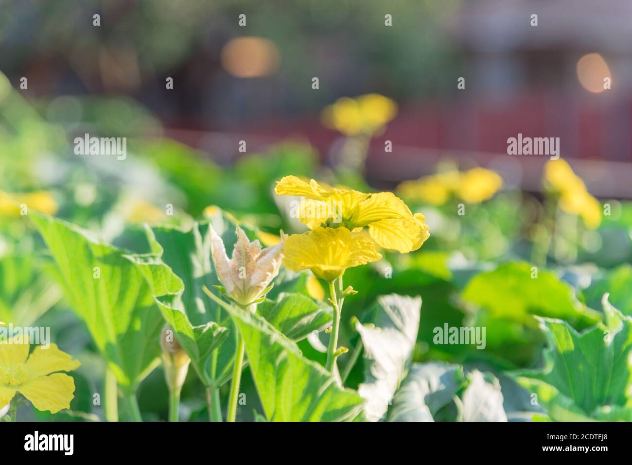 Organic Luffa plant with blossom yellow flowers on pergola at homegrown garden near Dallas, Texas, USA Stock Photo