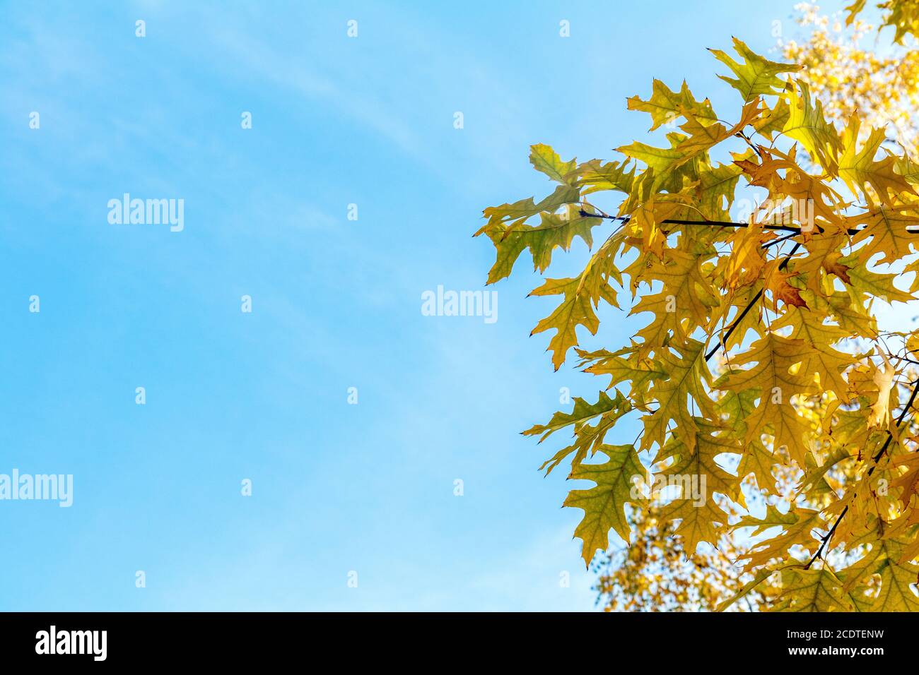 Autumn leaves sky background. Autumn maple trees branch with yellow ...