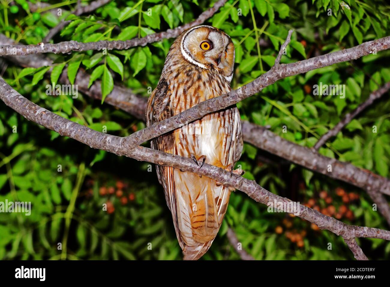 long-eared owl (Asio otus) Stock Photo