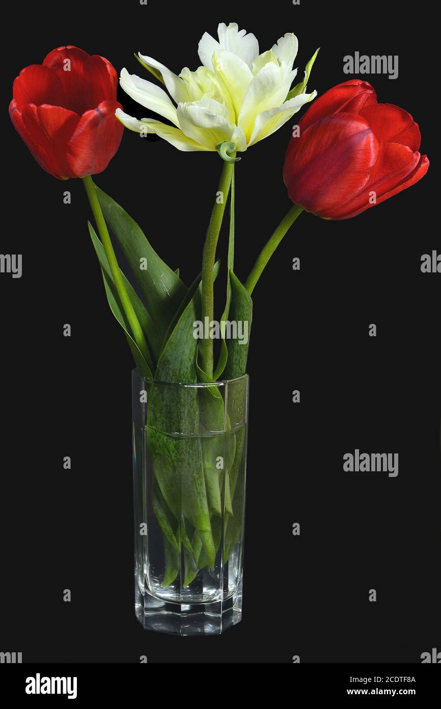 Beautiful vase yellow tulips hi-res stock photography and images - Alamy