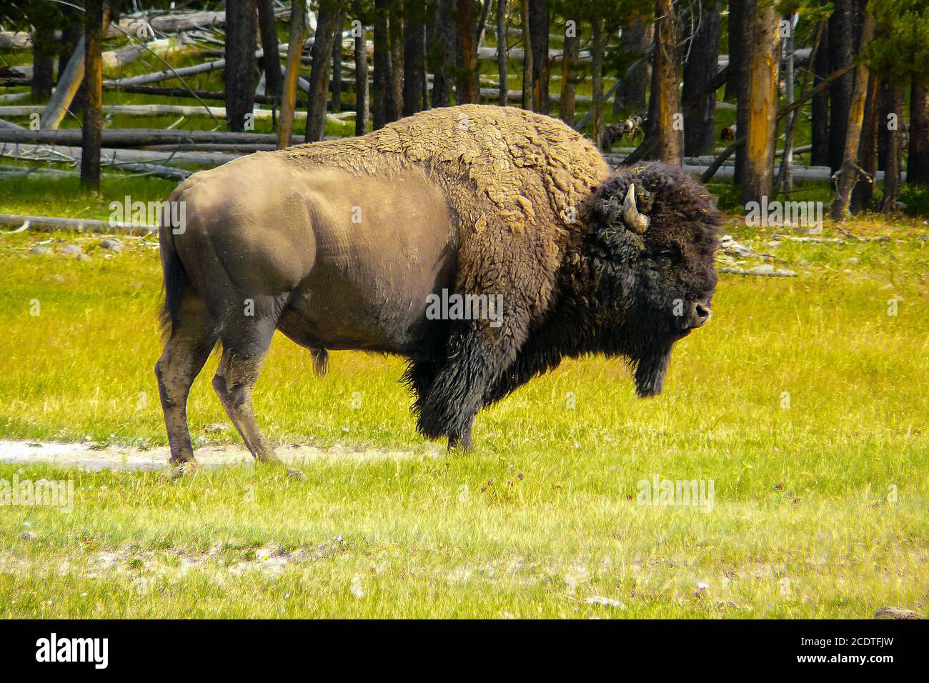 American bison in nature Stock Photo