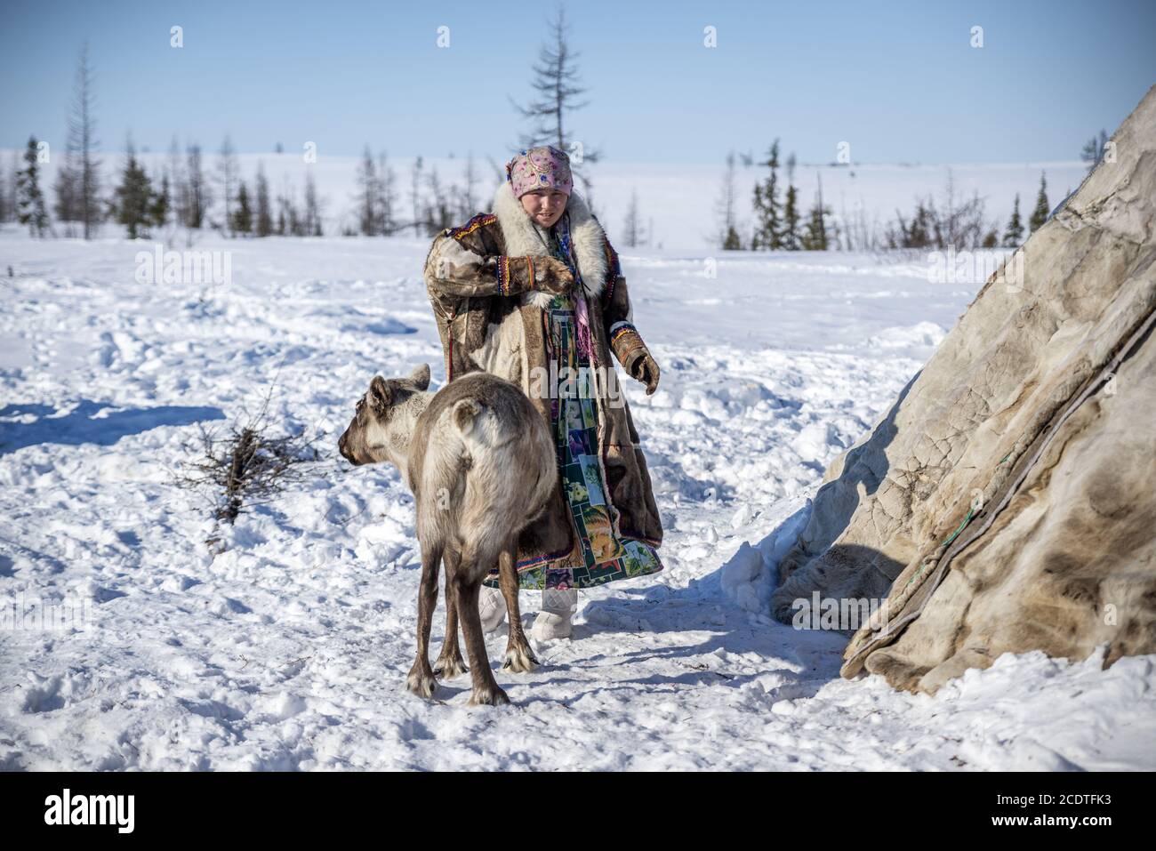 A Nenet woman with an 'avka' (per reindeer) close to a chum (tent) in the RUssian tundra, Yamalo-Nenets Autonomous Okrug, Russia Stock Photo