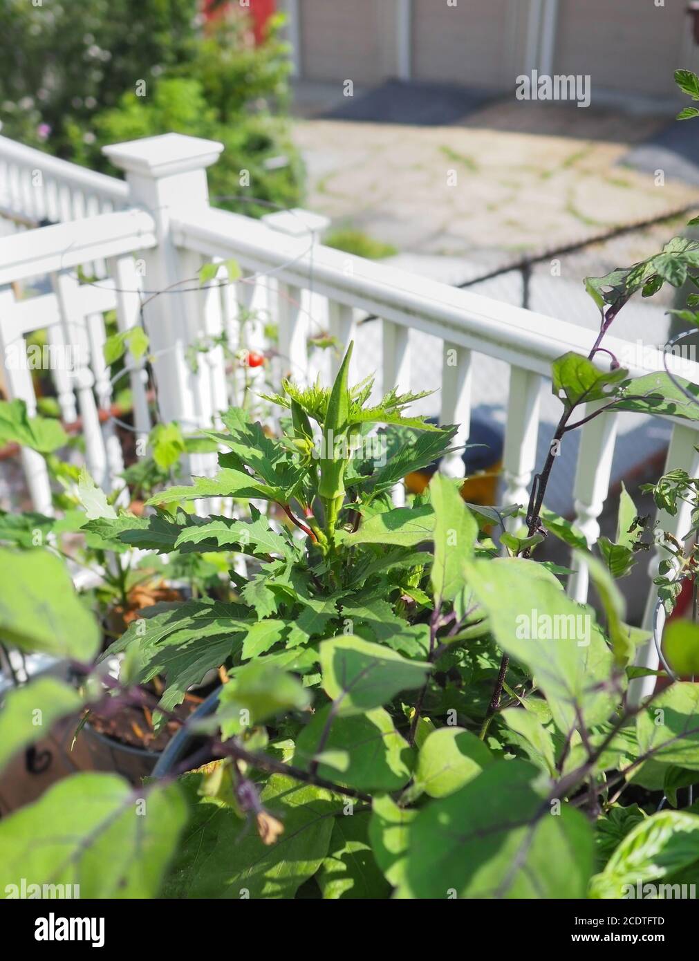 A beautiful okra plant of the Baby Bubba cultivar growing in a container garden on a balcony overlooking an urban alley. Stock Photo