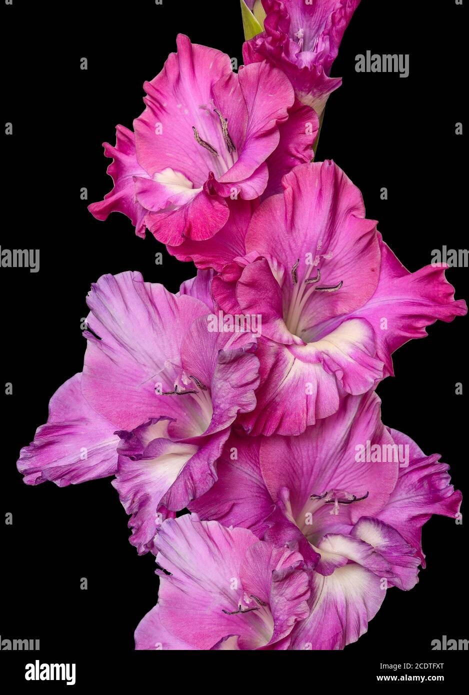 Single pink gladiolus flower close up, isolated on black background Stock Photo