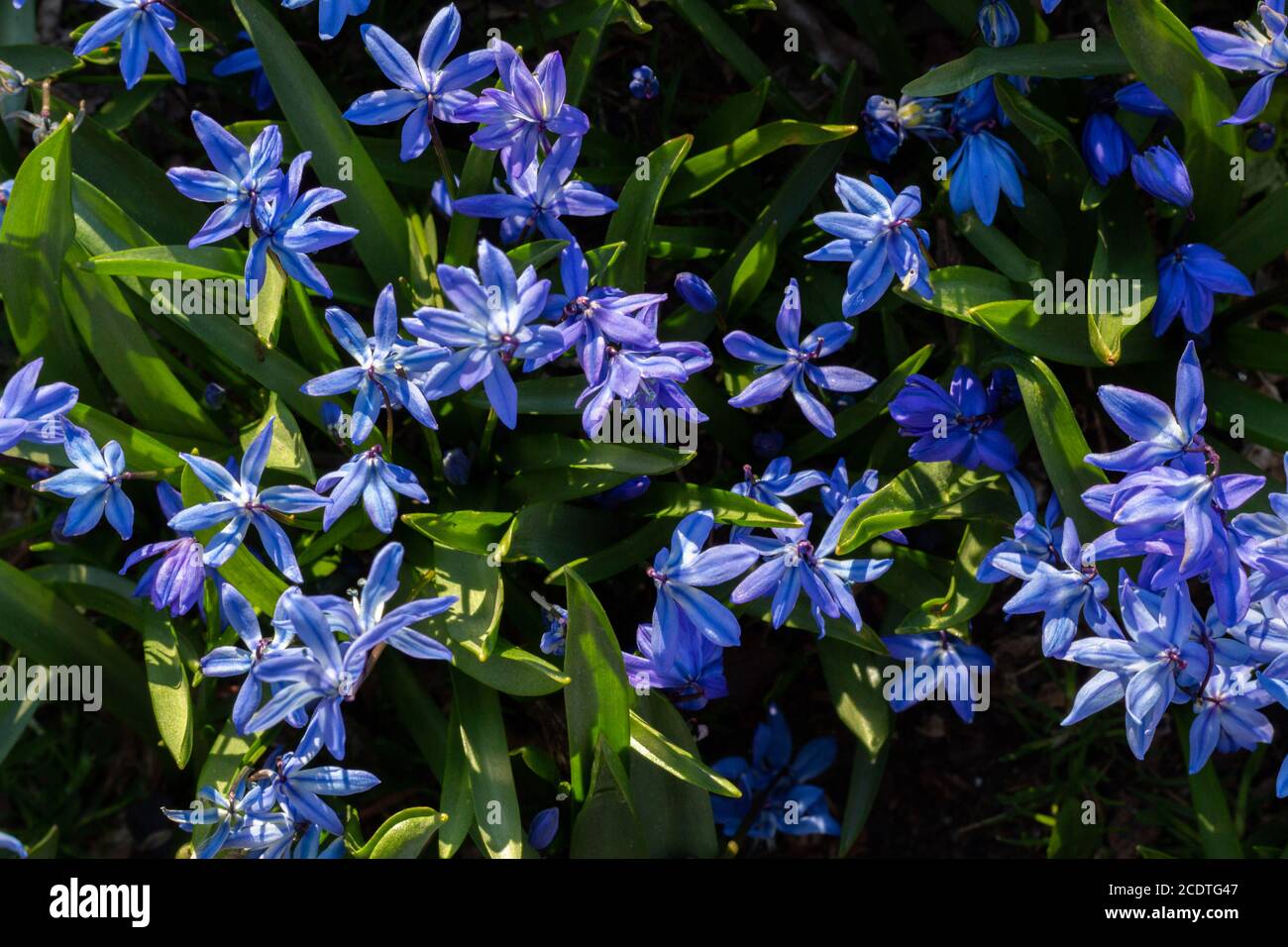 a group of blue purple scilla siberica flowers among green grasses taken from above Stock Photo