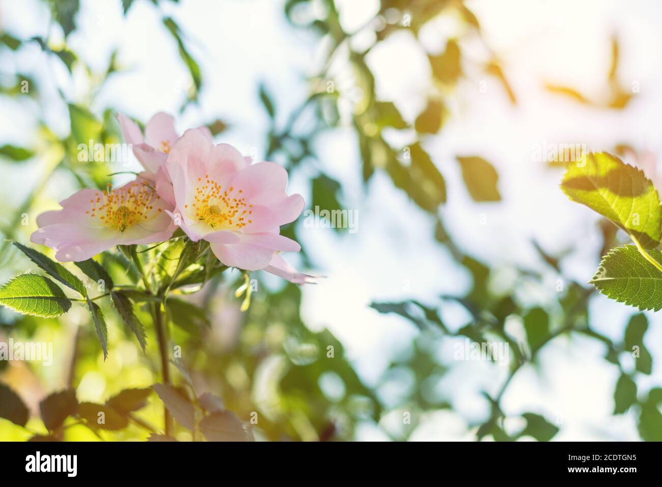 Beautiful summer scene with dog-rose flowers on blue sky background. Toned photo. Shallow depth of the field. Stock Photo