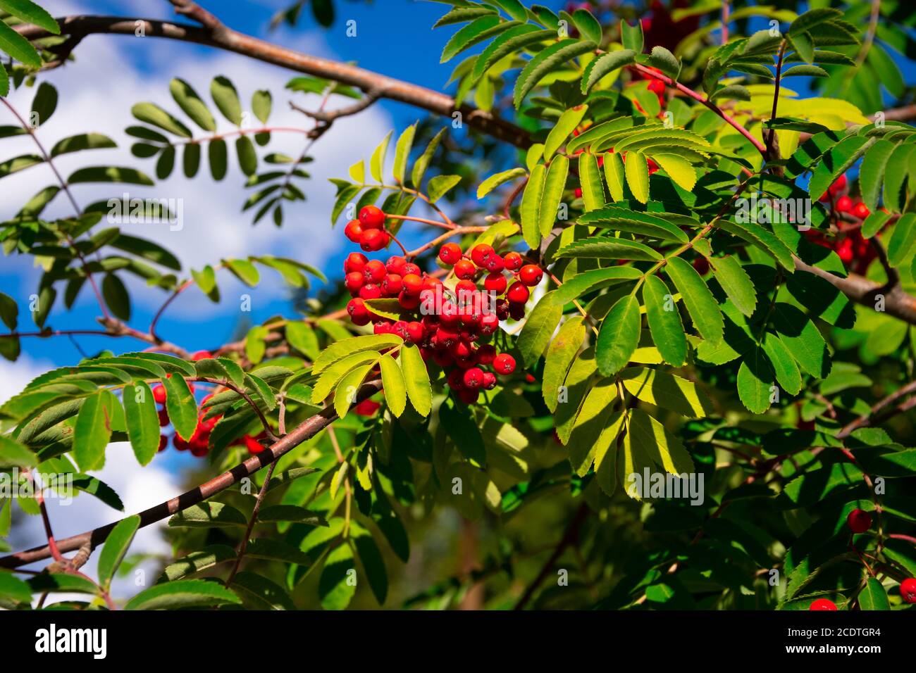 Cherry Tree Branches With Red Berries. Villa La Angostura, Argentina Stock Photo
