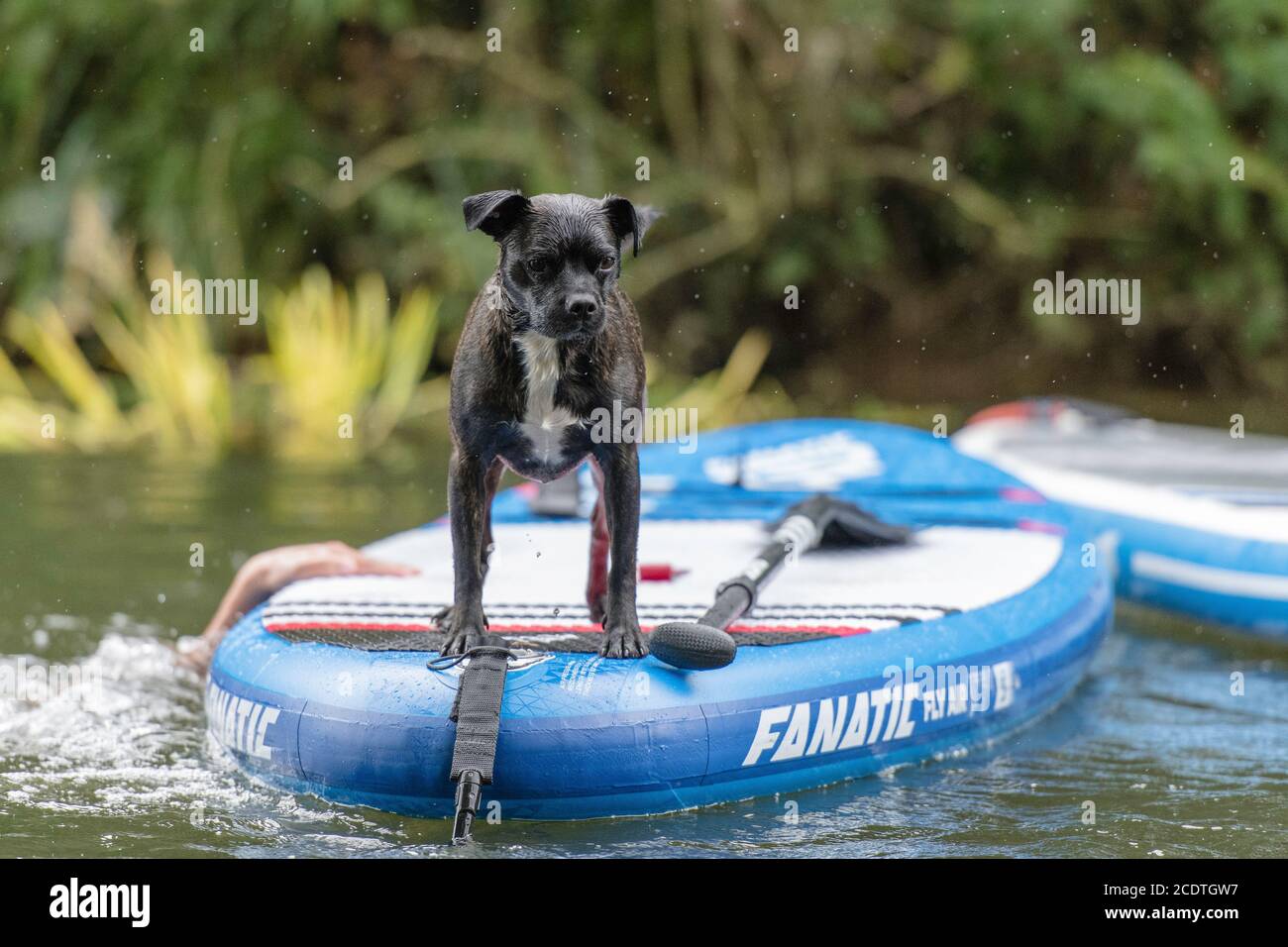 dog on paddleboard Stock Photo
