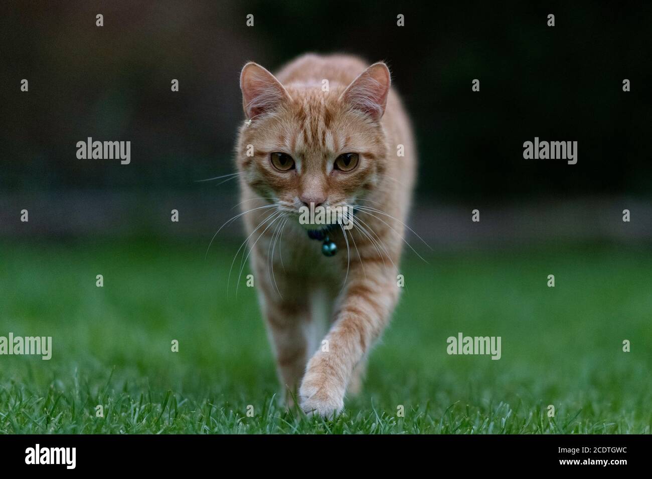 ginger tabby cat walking towards the camera Stock Photo