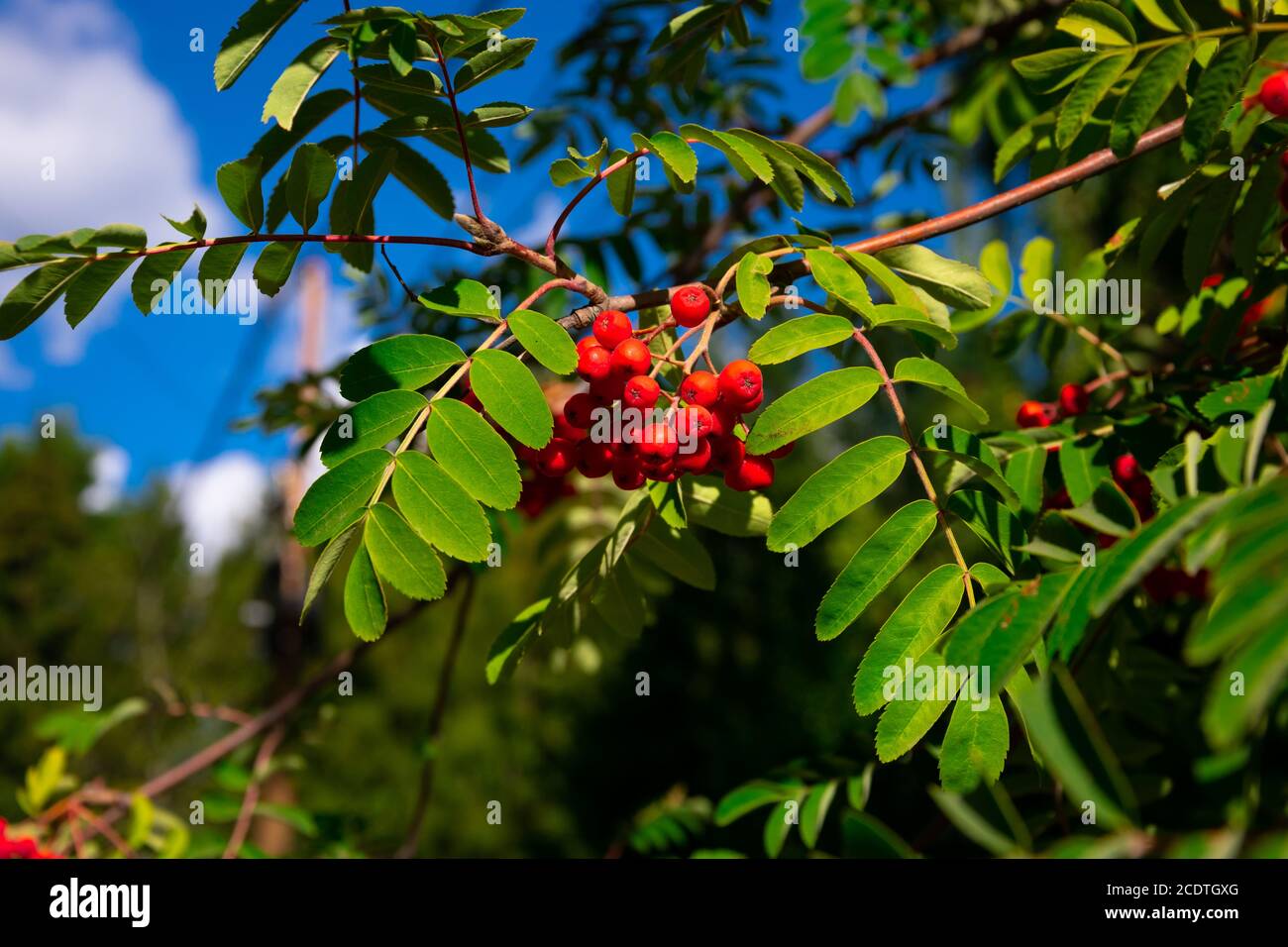 Cherry Tree Branches With Red Berries. Villa La Angostura, Argentina Stock Photo