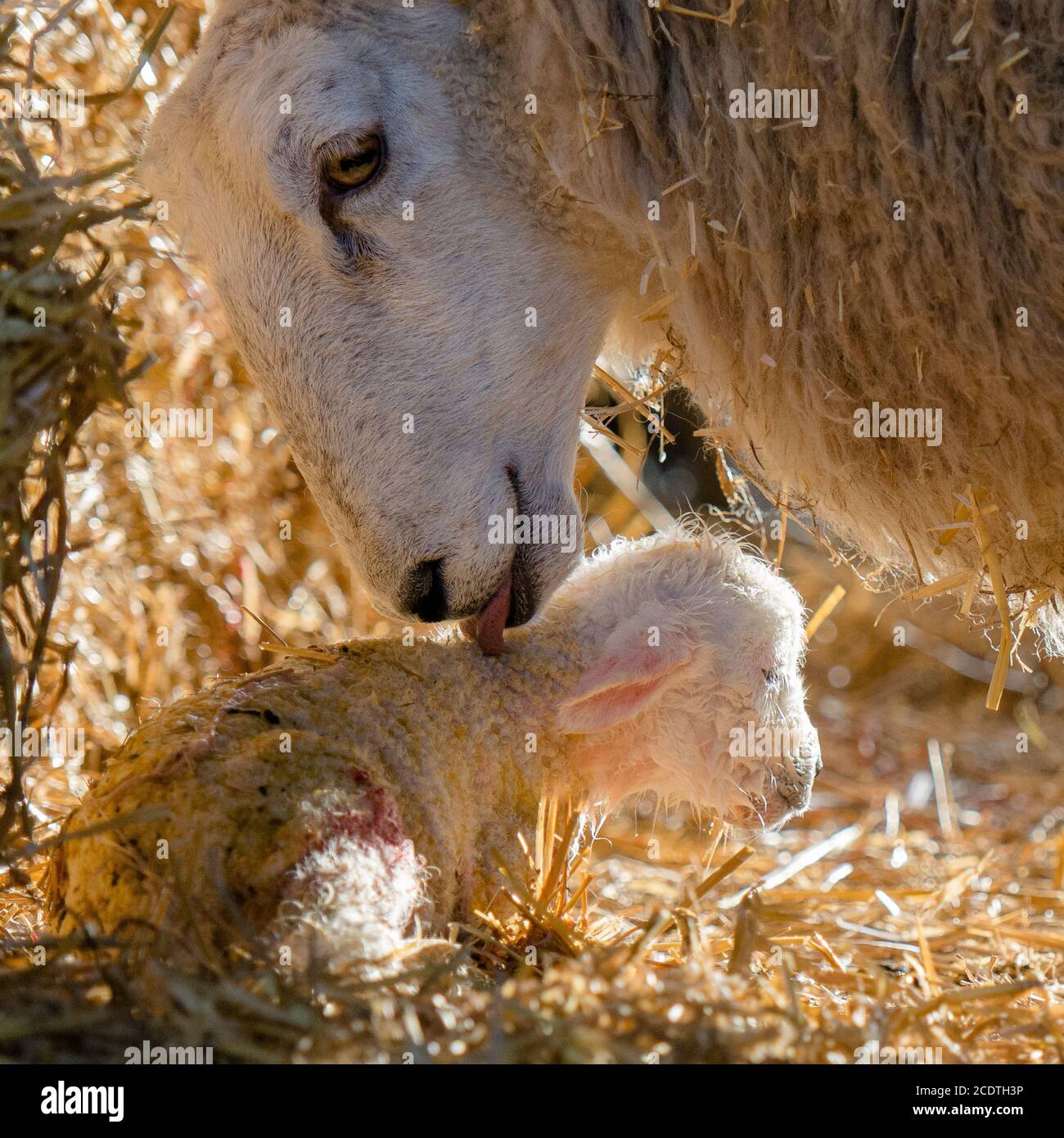 ewe washing her newborn lamb Stock Photo Alamy