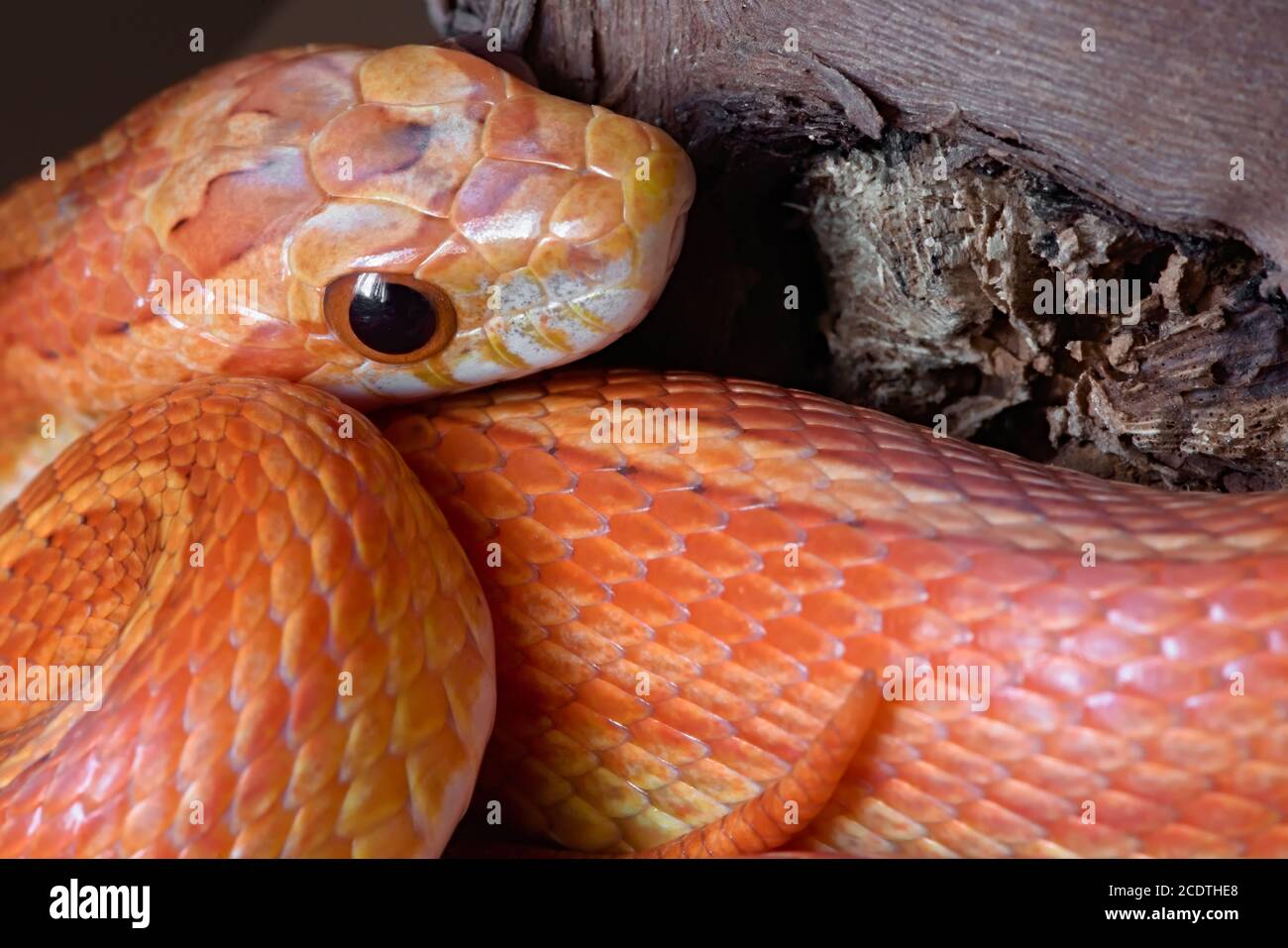 Macro close up image of orange and yellow pet corn snake. Side of face and end of tail visible over vibrantly colored coils. Stock Photo