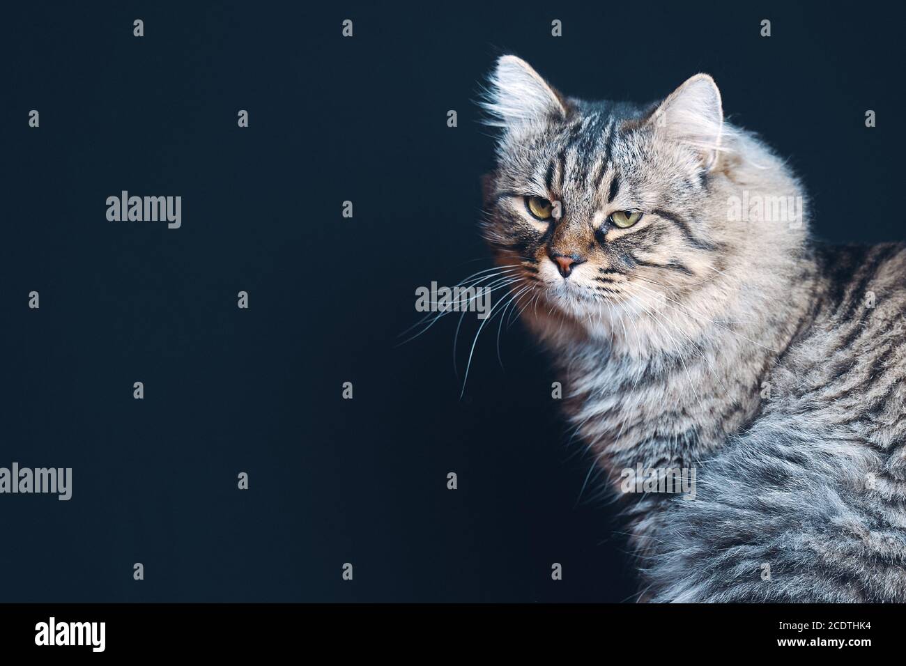 Brown And Black Striped Cat High Resolution Stock Photography and