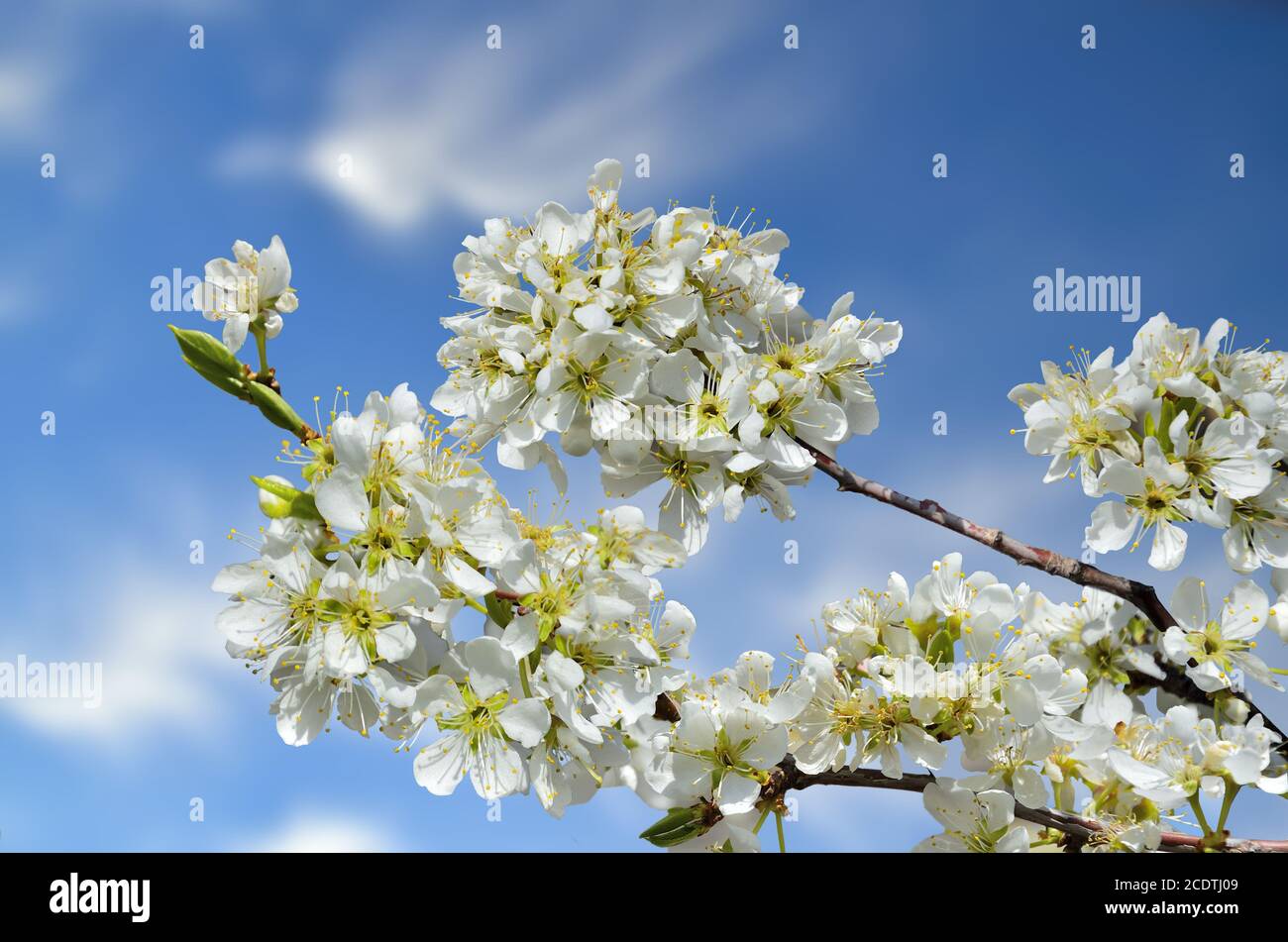 Beautiful white cherry blossom on a blue sky background Stock Photo