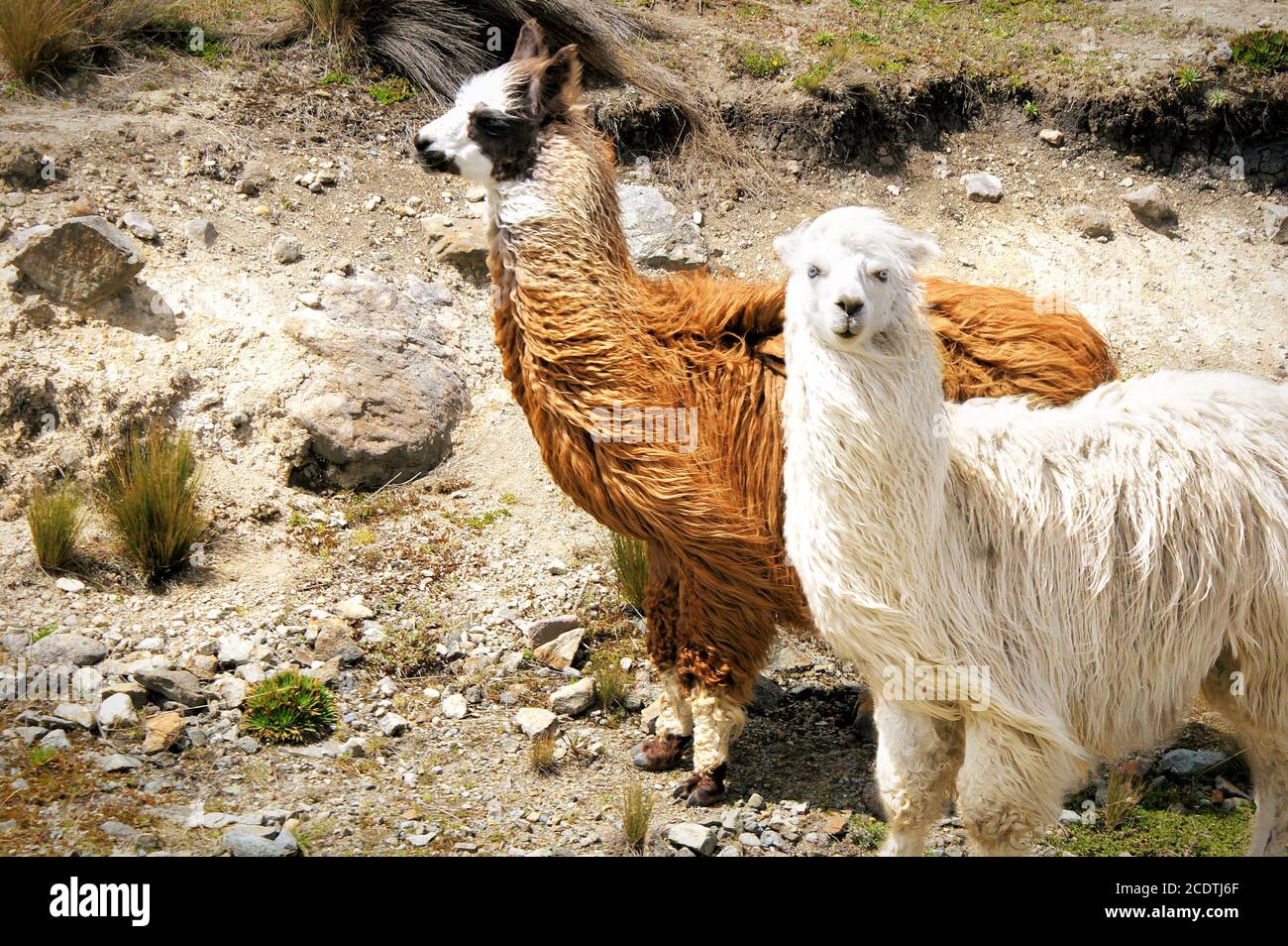 Two different colored guanacos with long fur Stock Photo