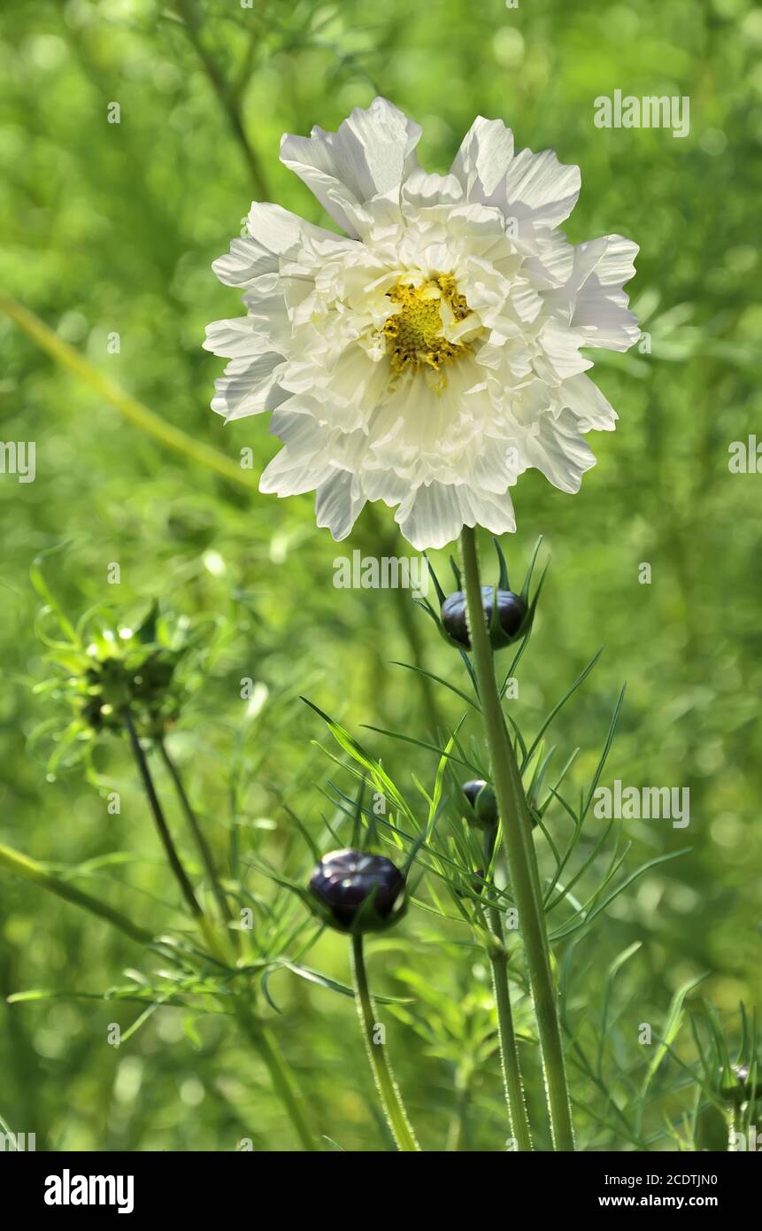 Gentle white Cosmos flower on a green background Stock Photo