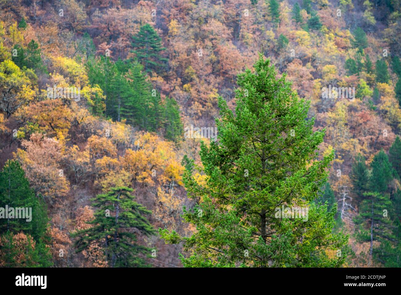 Colorful forest trees in autumn Stock Photo