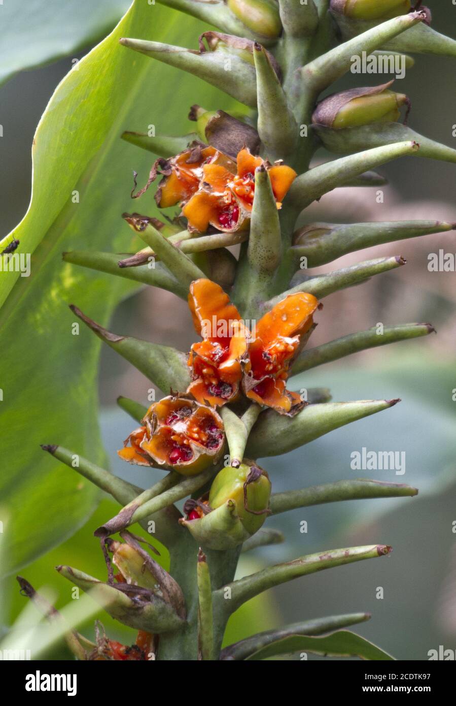 Torch ginger/wax flower, Faja do conde, Island Flores, Azoren, Portugal Stock Photo