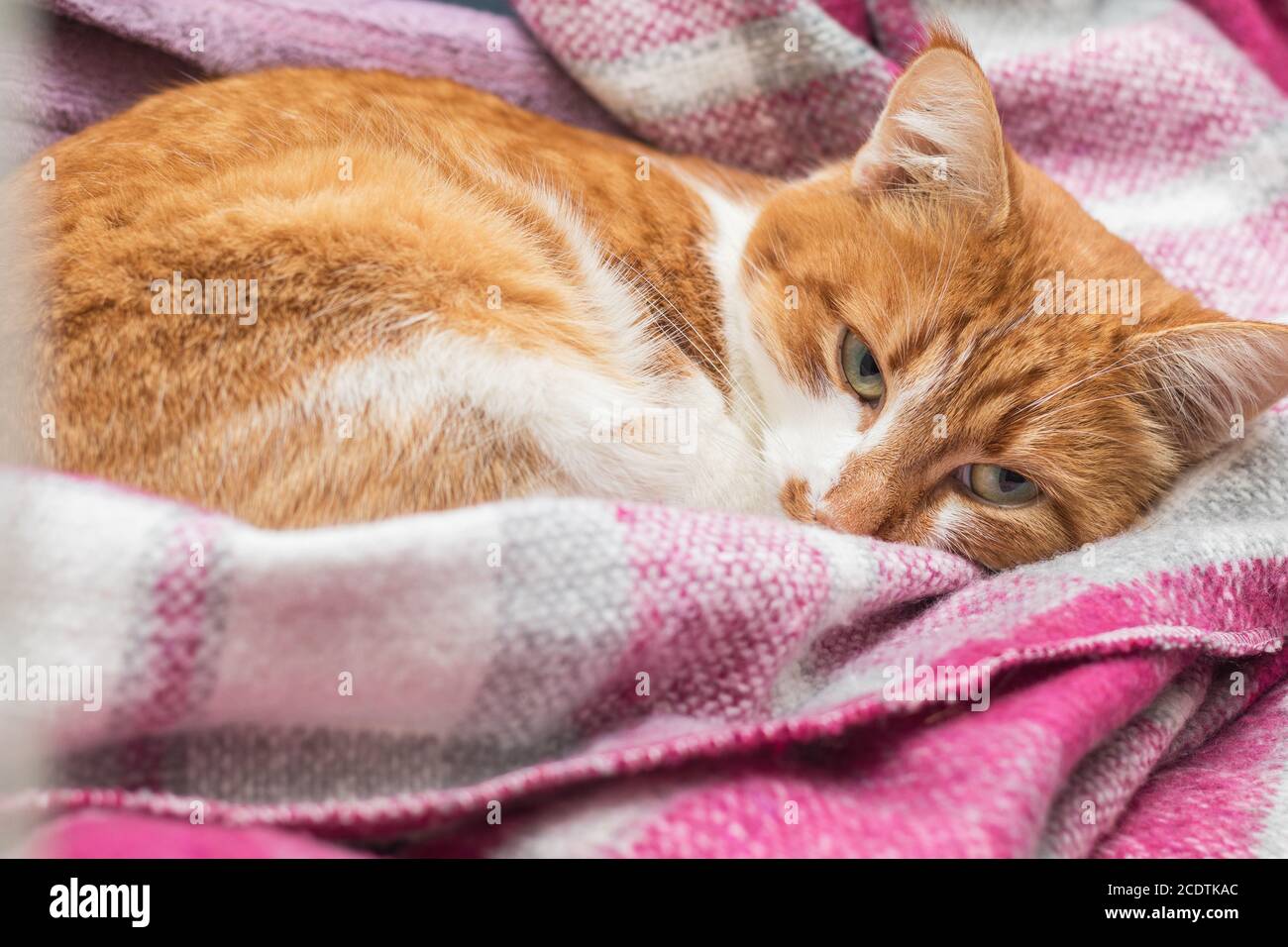 Red-and-white kitty is peaceful slumbering at the new violet plaid on the windowsill. Cozy home concept. Close up. Stock Photo