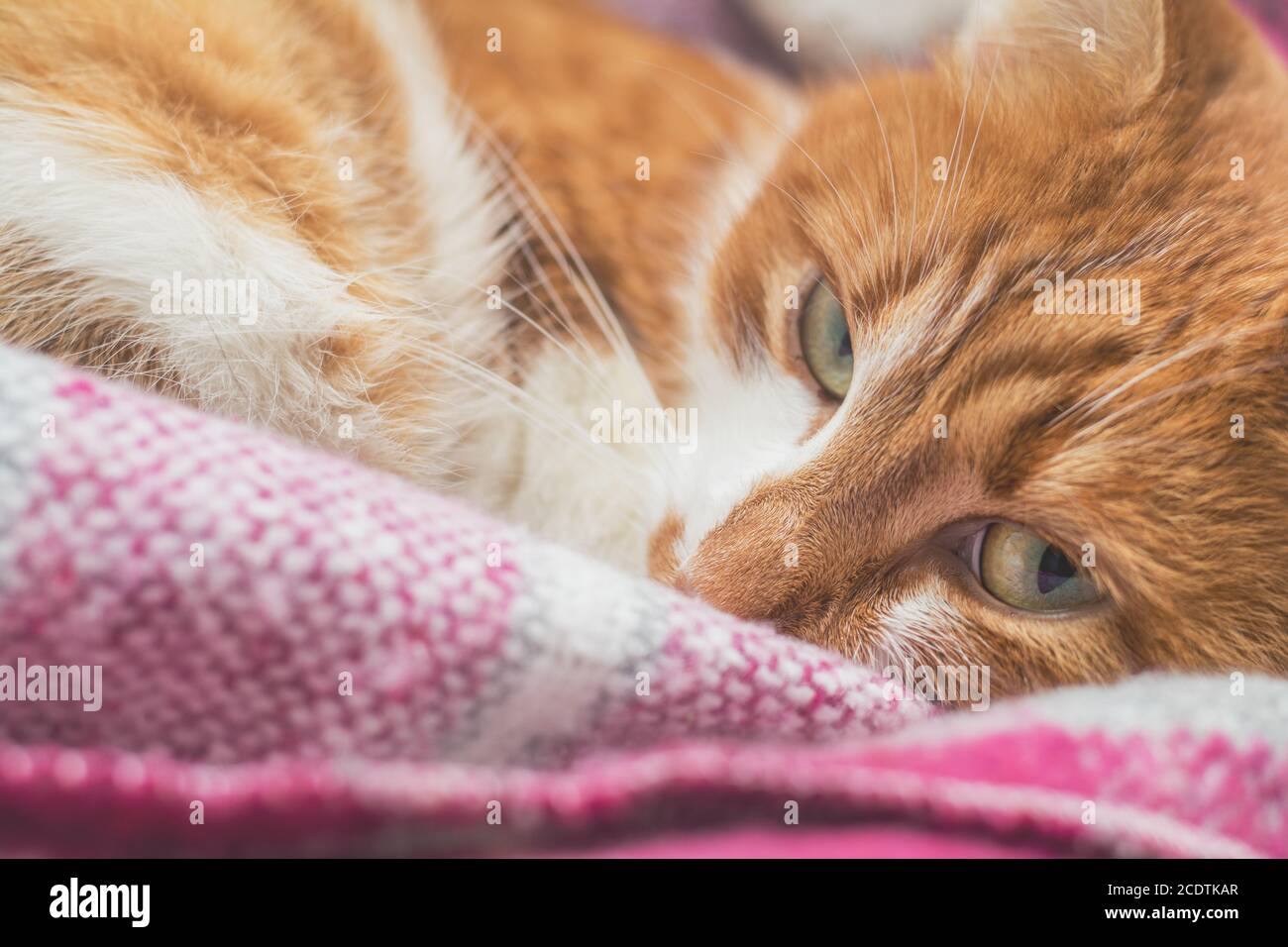 Red-and-white kitty is peaceful slumbering at the new violet plaid on the windowsill. Cozy home concept. Close up. Stock Photo