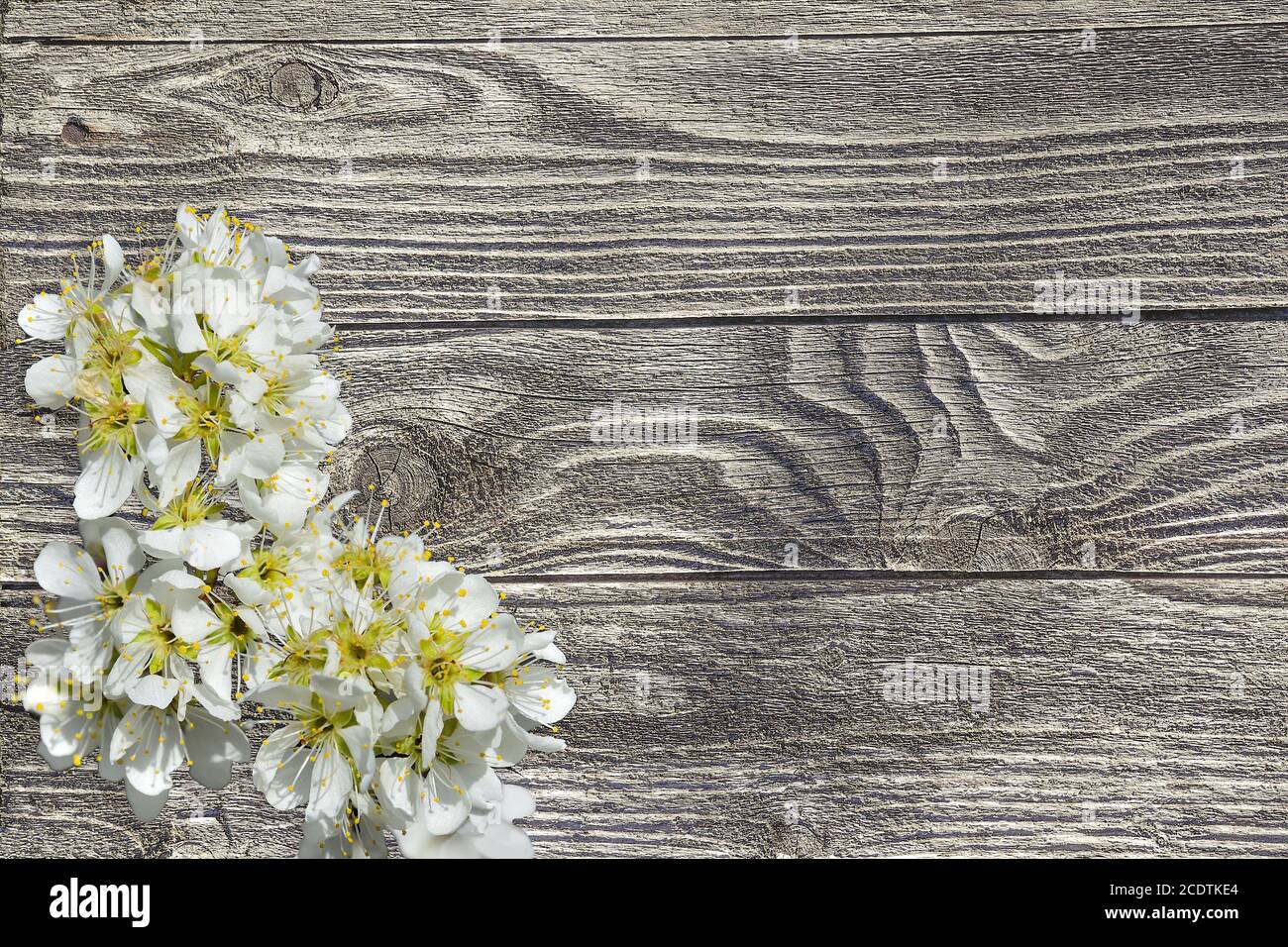 Spring blossoming cherry branch on a wooden old plank background Stock Photo
