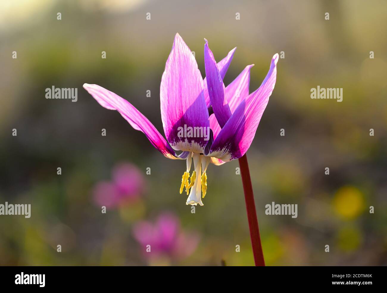 Early spring purple flower Erythronium Sibiricum close up Stock Photo