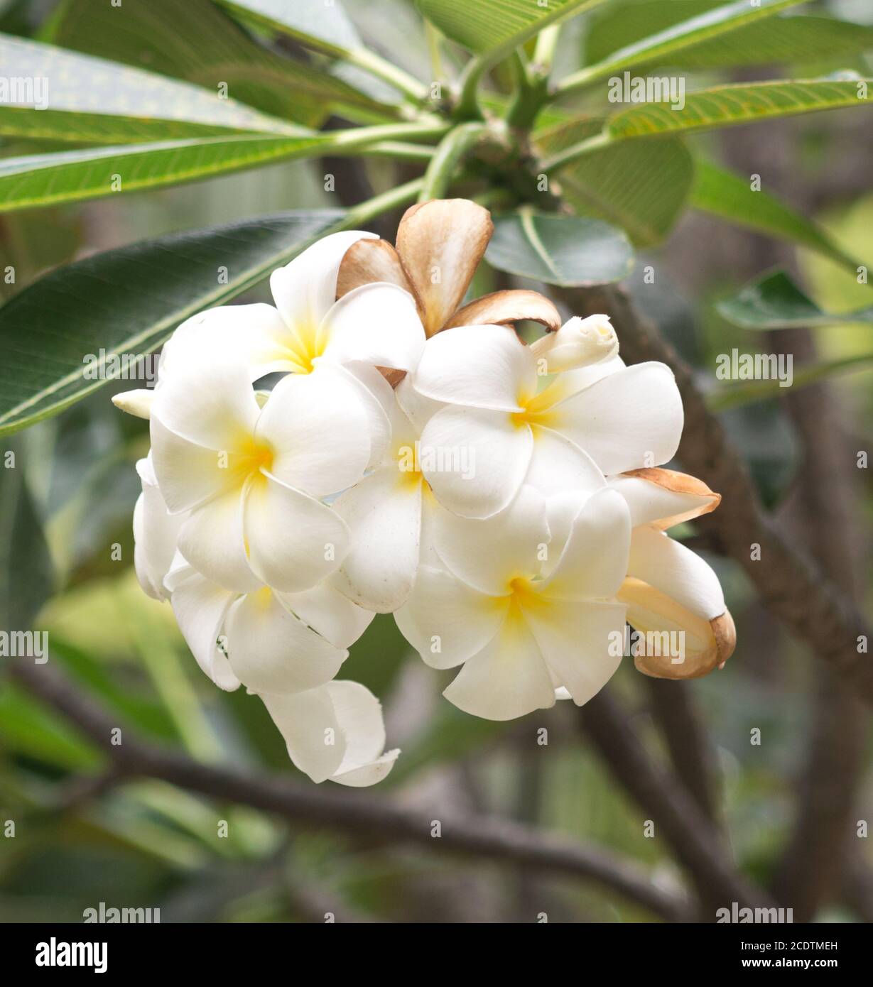Frangipani fragrance hires stock photography and images Alamy