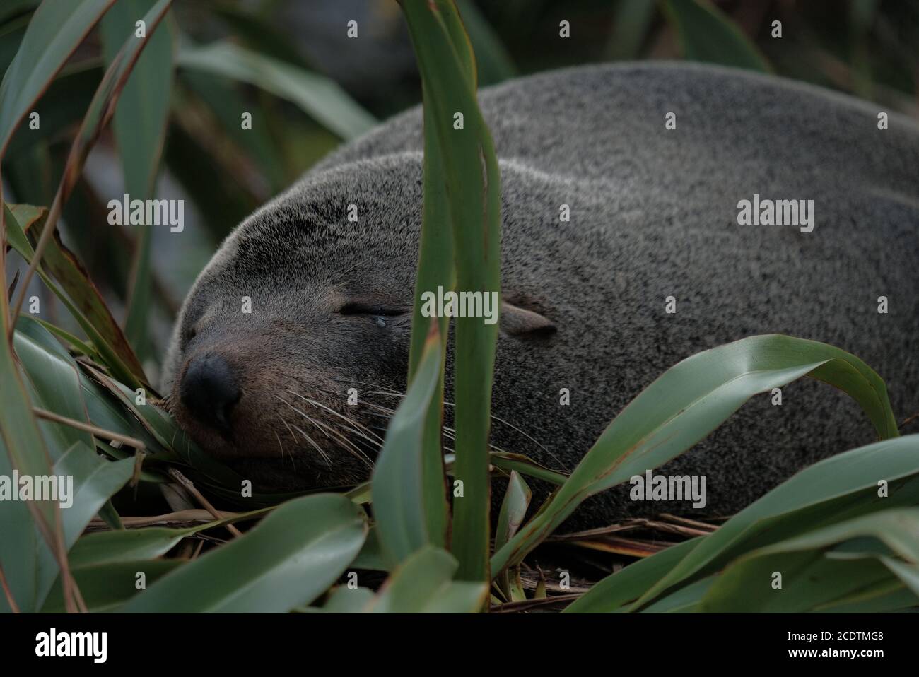 Red Rocks Seals Red rocks seal colony hi-res stock photography and images - Alamy