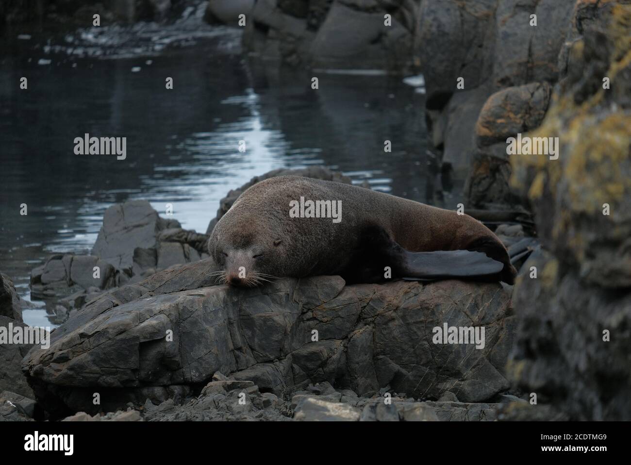 Red Rocks Seals Red rocks seal colony hi-res stock photography and images - Alamy