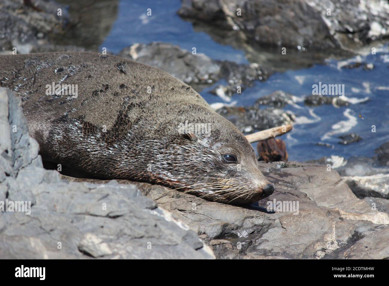 Red Rocks Seals Red rocks seal colony hi-res stock photography and images - Alamy