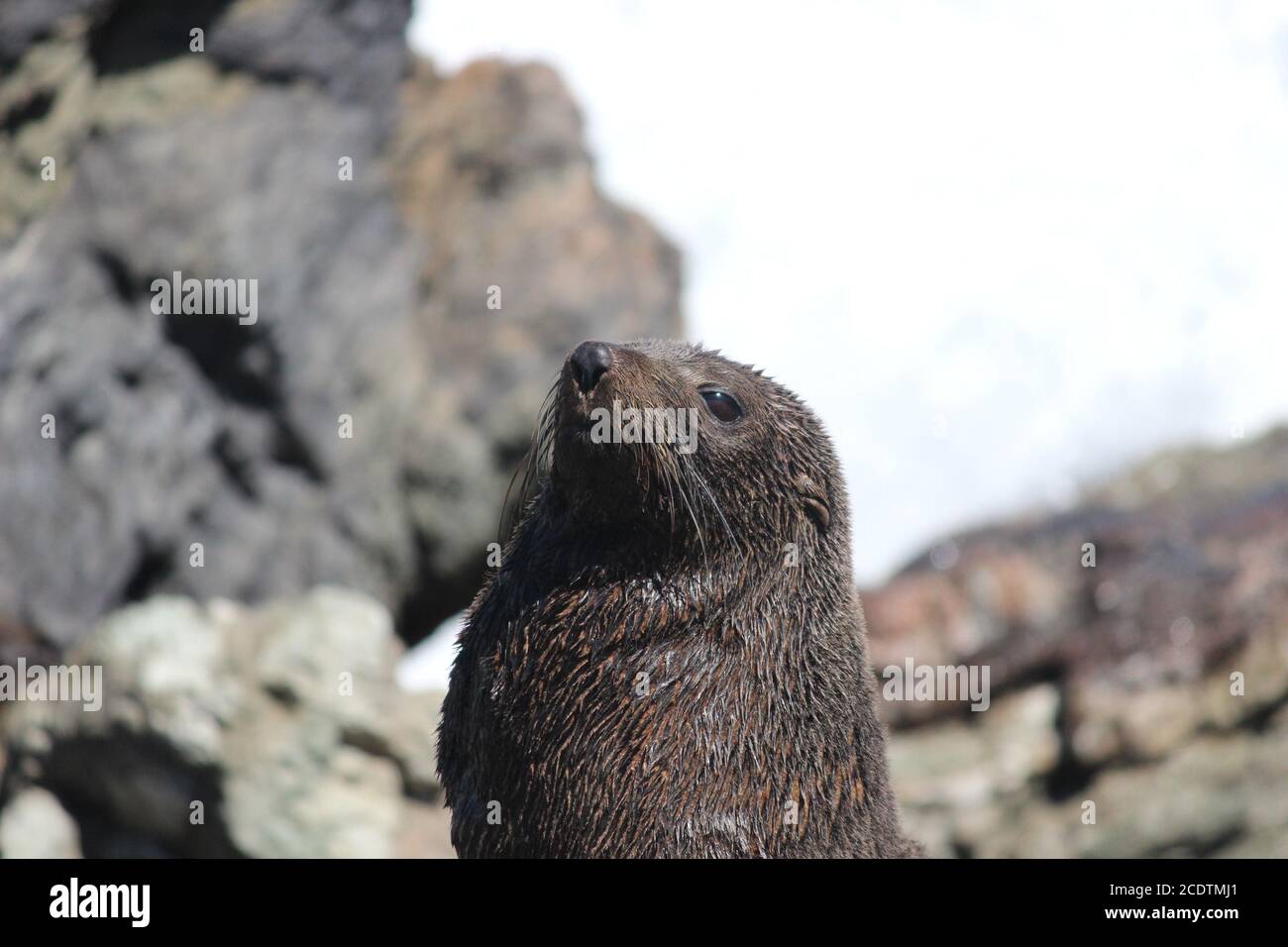 Red Rocks Seals Red rocks seal colony hi-res stock photography and images - Alamy